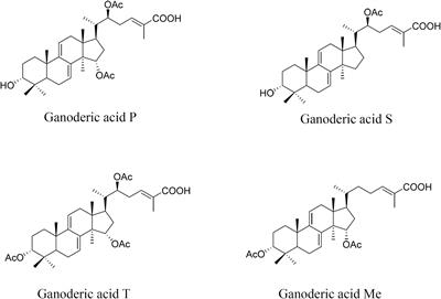 Breeding a new Ganoderma lucidum strain with increased contents of individual ganoderic acids by mono–mono crossing of genetically modified monokaryons